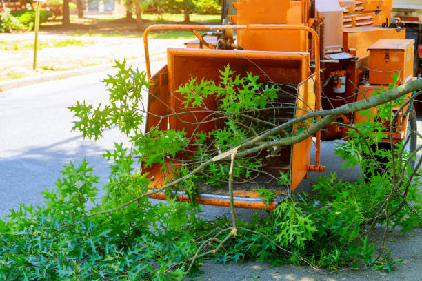 Best Root Management and Removal  in Westway, TX